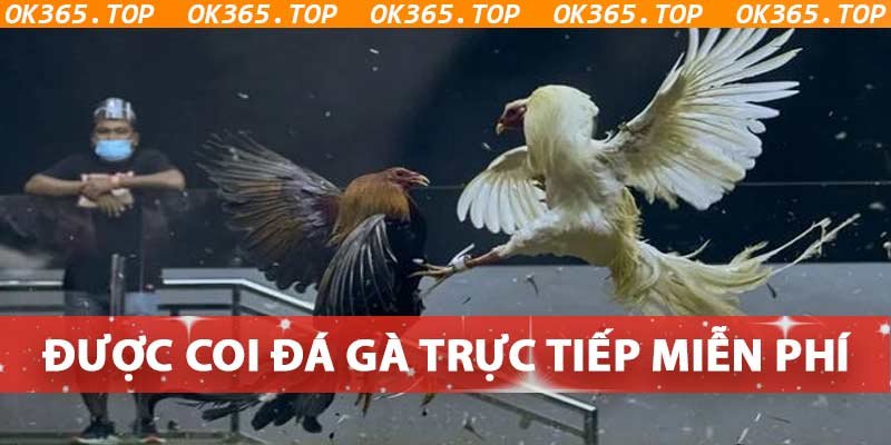 Coi đá gà trực tiếp chất lượng cao miễn phí